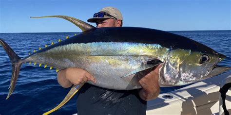 tuna fishing sydney|Yellowfin Tuna Fishing Sydney .